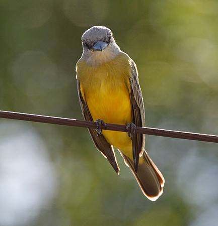 Couch's Kingbird (Tyrannus couchii)
