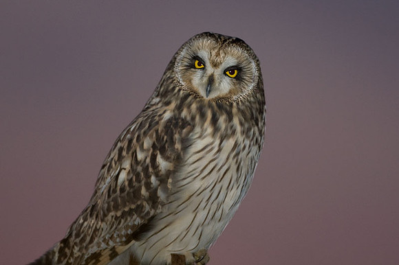 Short-eared Owl (Asio flammeus)