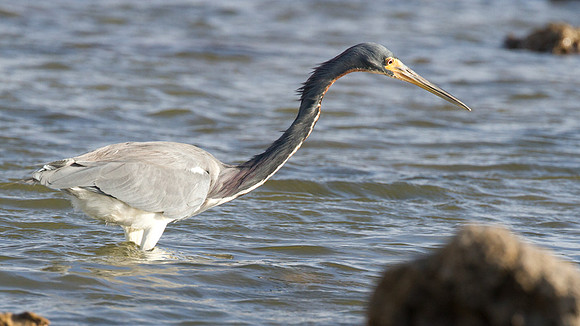 Tricolored Heron (Egretta tricolor)