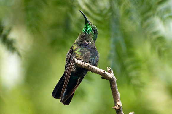 Green-throated Carib (Eulampis holosericeus)