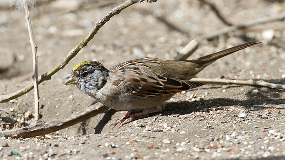 Golden-crowned Sparrow (Zonotrichia atricapilla)