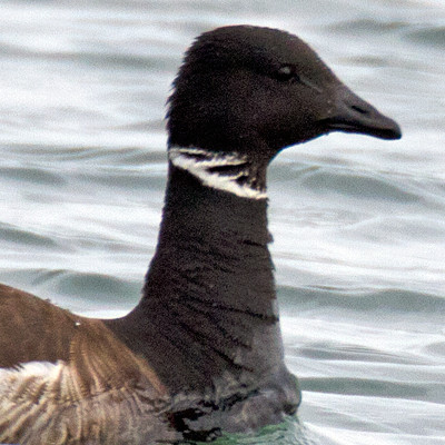 Brant Goose (Branta bernicla)