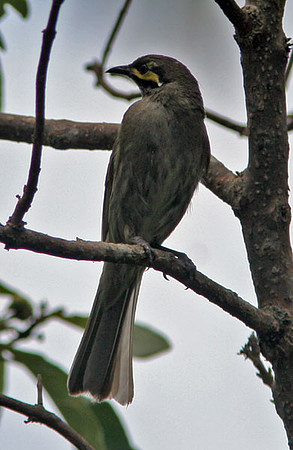 Yellow-faced Honeyeater (Lichenostomus chrysops)