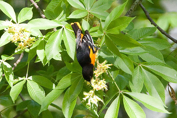 Baltimore Oriole (Icterus galbula) male