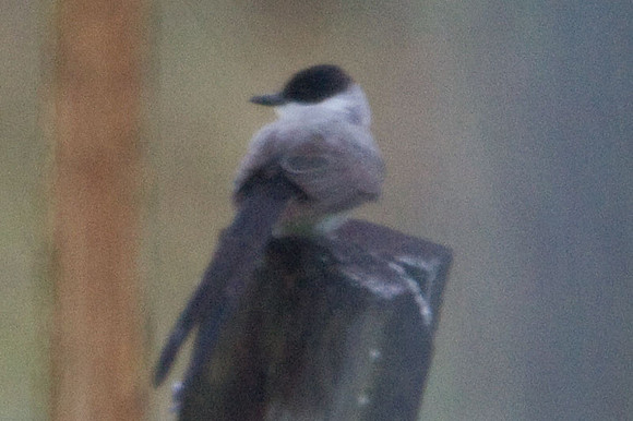 Fork-tailed Flycatcher (Tyrannus savana)