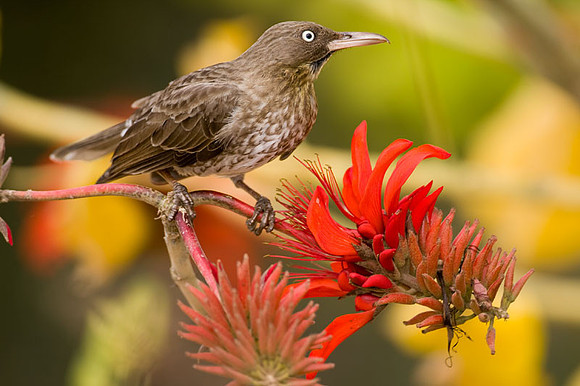 Pearly-eyed Thrasher (Margarops fuscatus)