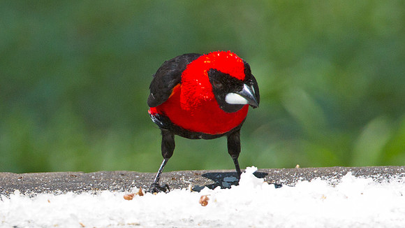 Masked Crimson Tanager (Ramphocelus nigrogularis)