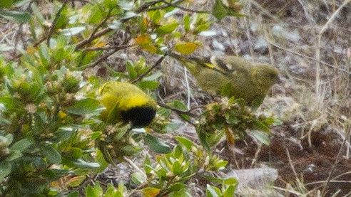 Hooded Siskin (Carduelis magellanica)