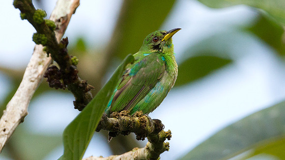 Green Honeycreeper (Chlorophanes spiza)