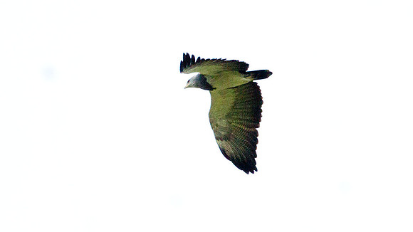 Black-chested Buzzard-Eagle (Geranoaetus melanoleucus)