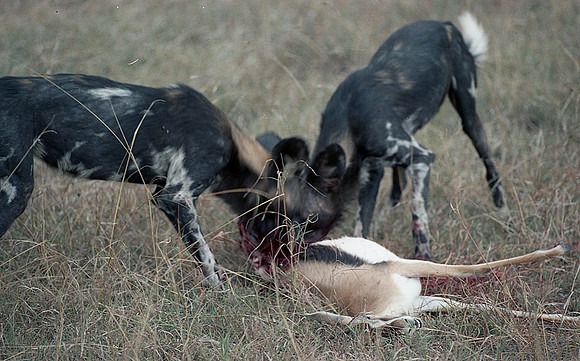 1988 hunting dogs img356