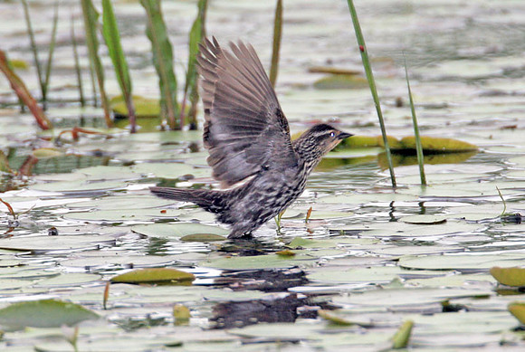 Red-winged Blackbird (Agelaius phoeniceus) female