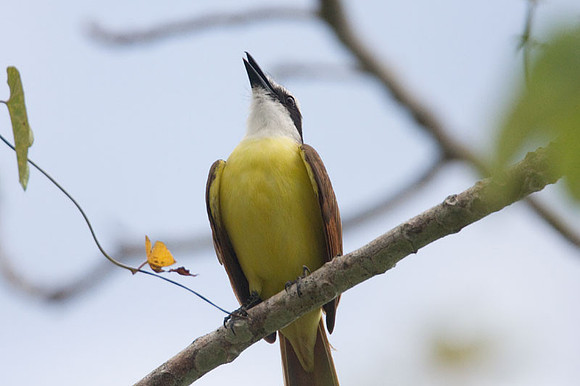 Great Kiskadee (Pitangus sulphuratus)