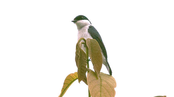 Pied shrike-babbler (Pteruthius flaviscapis)