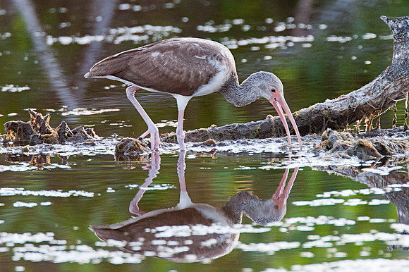 American White Ibis (Eudocimus albus) immature