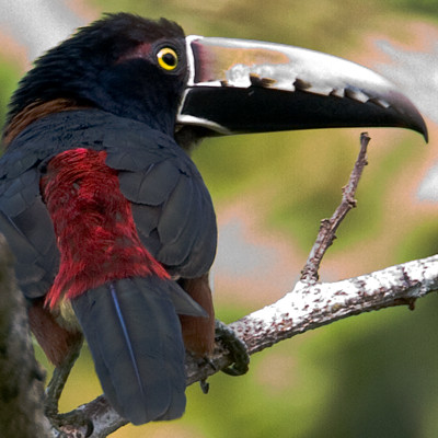 Collared Aracari (Pteroglossus torquatus)
