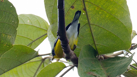 Tropical Parula (Setophaga pitiayumi)