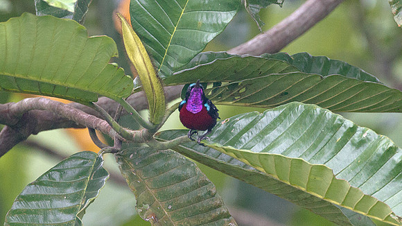 Purple-throated Sunbird (Nectarinia sperata) male