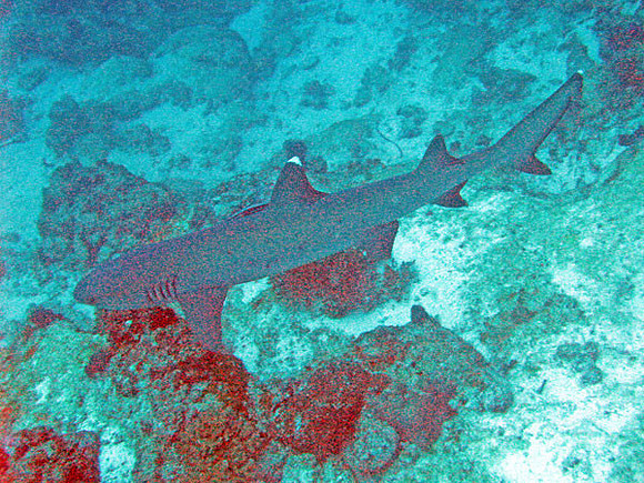 Whitetip Reef Shark (Triaenodon obesus)