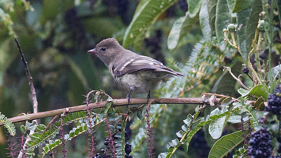 White-crested Elaenia (Elaenia albiceps)