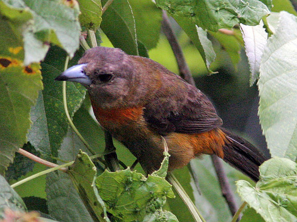 Cherrie's Tanager (Ramphocelus costaricensis) female