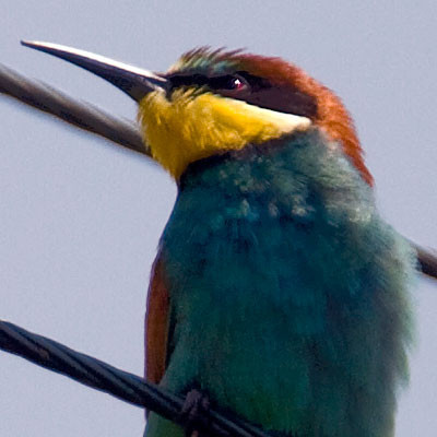 European Bee-eater (Merops apiaster)