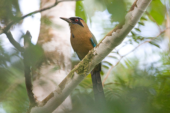 Blue-crowned Motmot (Momotus momota)