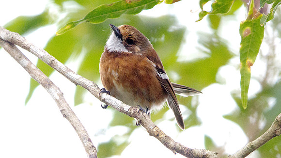 Hawaiʻi ‘Elepaio ( Chasiempis sandwichensis)