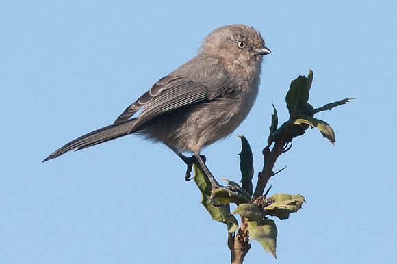 American Bushtit (Psaltriparus minimus)