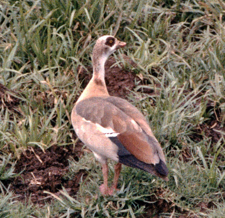 Egyptian Goose (Alopochen aegyptiacus)