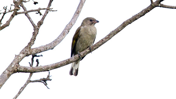 Lesser Honeyguide (Indicator minor)
