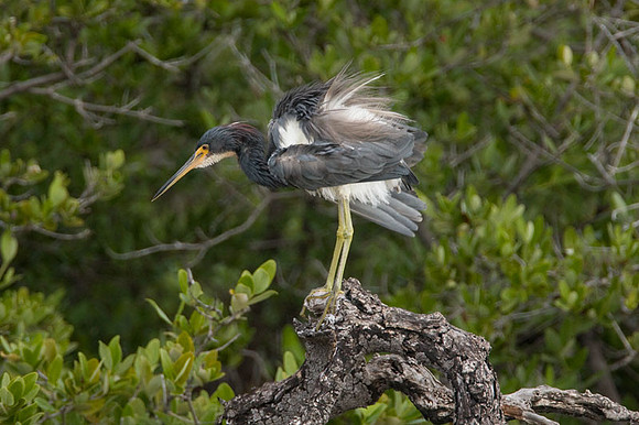 Tricolored Heron (Egretta tricolor)