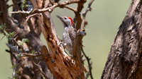 Cardinal Woodpecker (Dendropicos fuscescens) Male