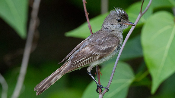 Caribbean Elaenia (Elaenia martinica)