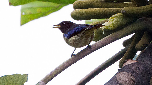 Golden-collared Honeycreeper (Iridophanes pulcherrimus)