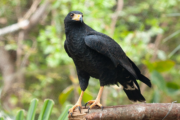 Solitary Eagle (Harpyhaliaetus solitarius) captive
