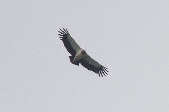 King Vulture (Sarcoramphus papa)