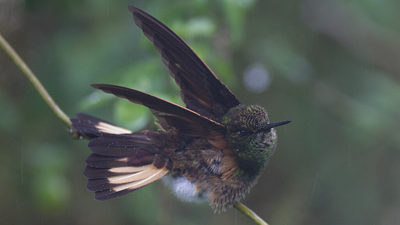 Buff-tailed Coronet (Boissonneaua flavescens)