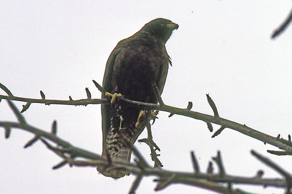 Galápagos Hawk (Buteo galapagoensis)