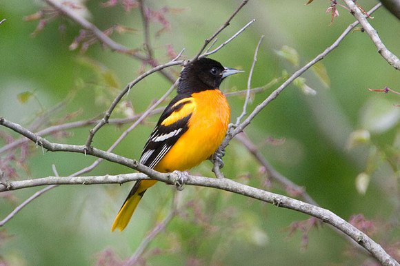 Baltimore Oriole (Icterus galbula) male