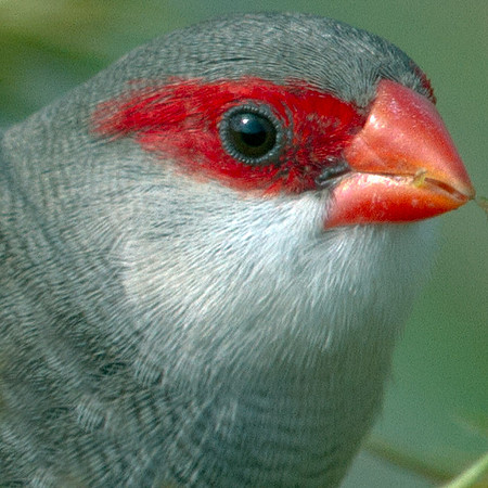 Common Waxbill (Estrilda astrild)