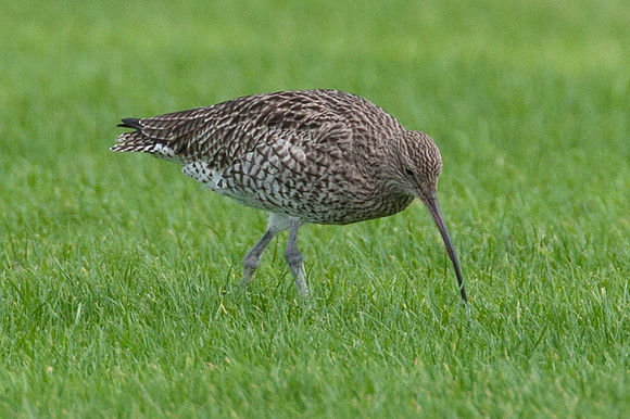 Eurasian Curlew (Numenius arquata)