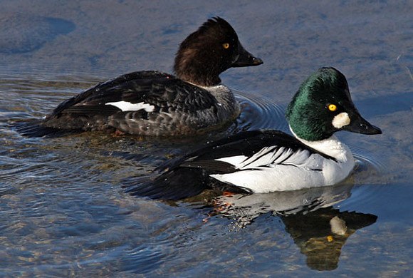 Common Goldeneye (Bucephala clangula) male and female