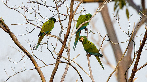 Chestnut-fronted Macaw (Ara severus)
