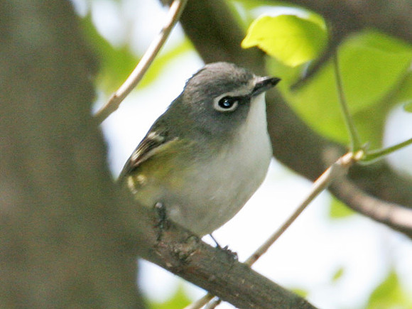 Blue-headed Vireo (Vireo solitarius)