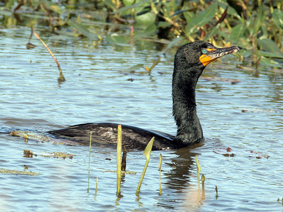 Double-crested Cormorant (Phalacrocorax auritus)