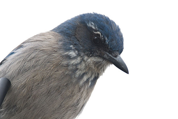 Western Scrub-Jay (Aphelocoma californica)