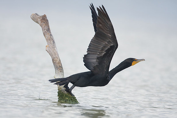 Double-crested Cormorant (Phalacrocorax auritus)