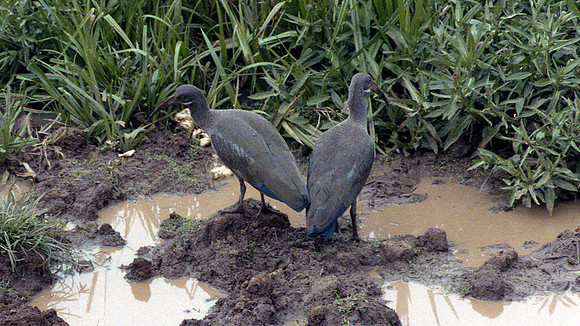 Hadeda Ibis (Bostrychia hagedash)