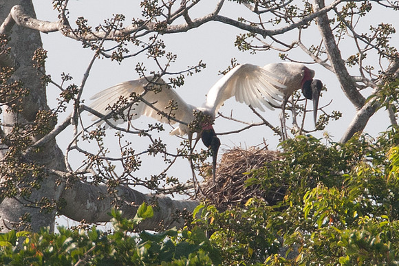 Jabiru (Jabiru mycteria)
